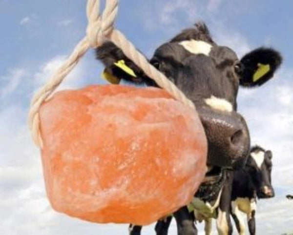 Himalayan Salt Lick 2kg for Animals by Crystal Mines Australia